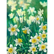 Jonquils by Ron Richardson in Jonquils - Closeouts