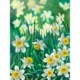 Jonquils by Ron Richardson