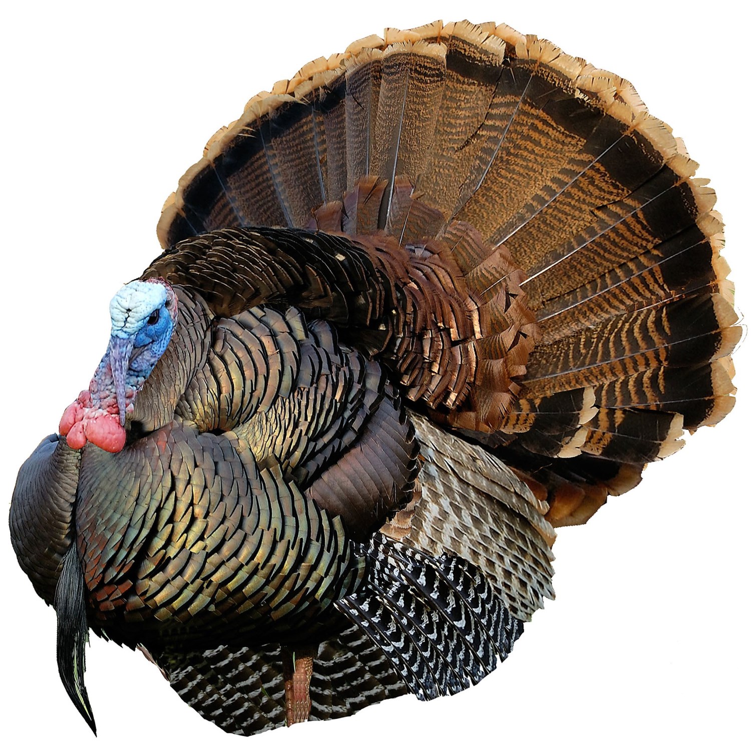 Montana Decoy Mr. T Strutting Tom Turkey Decoy in See Photo