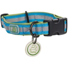 Ollydog Night Life Reflective Dog Collar in Olive/Turquoise - Closeouts