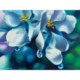 Orchid Heavy with Dew by Ron Richardson