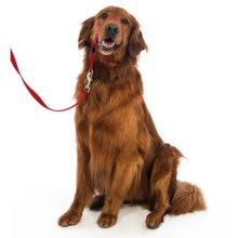 Premier Pet Eco Gentle Leader - Large, 6’ Leash Included in Sedona Red - Closeouts