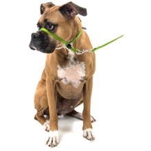 Premier Pet Eco Gentle Leader - Medium, 6’ Leash Included in Fern Green - Closeouts