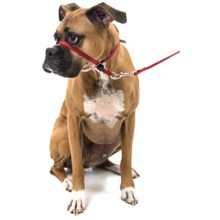 Premier Pet Eco Gentle Leader - Medium, 6’ Leash Included in Sedona Red - Closeouts
