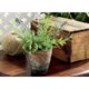 Tag Potted Mixed Herbs