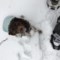  Gold Paw Cascade Winter Dog Coat