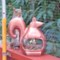  Good Directions Enchanted Squirrel Bird Feeder/Planter - 12x5x8”