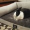  Serta Round Arm Couch Dog Bed - 36x27”