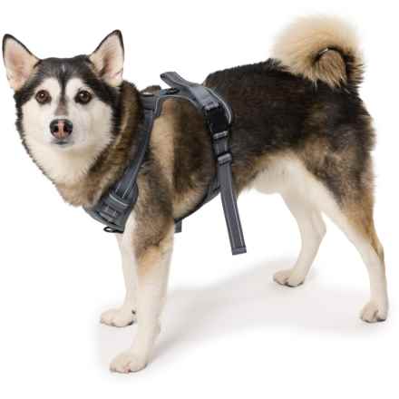 Apex Heavy-Duty Dog Harness - Large in Grey