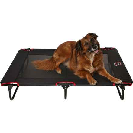 Avalanche Elevated Foldable Pet Cot - 48x32” in Black/Red