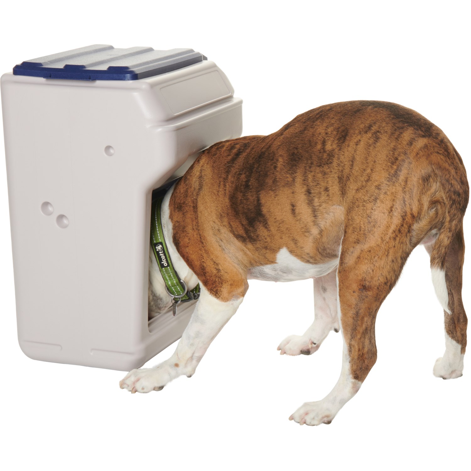 bergan automatic dog feeder