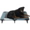 Coleman Elevated Pet Cot - 24x42x8” in Gray