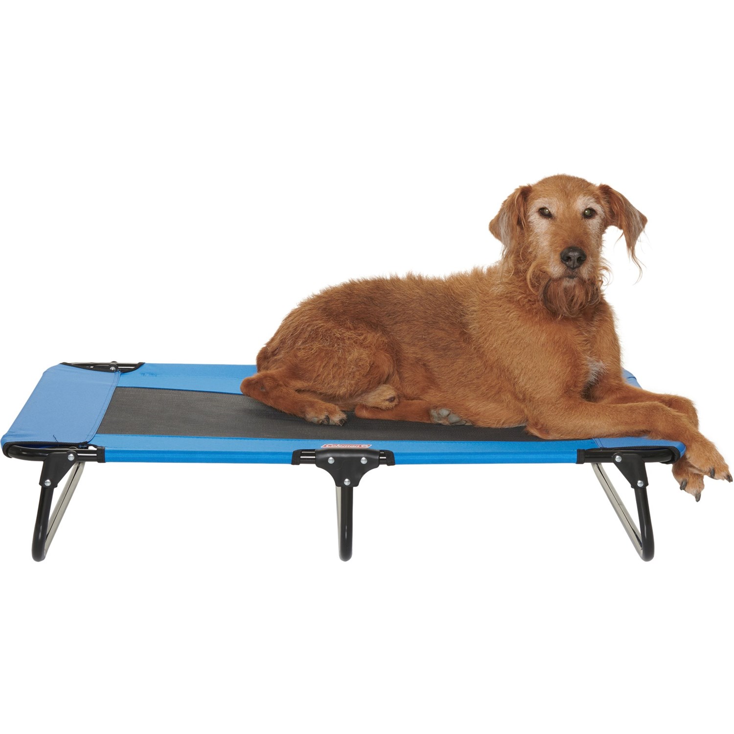 coleman pet cot