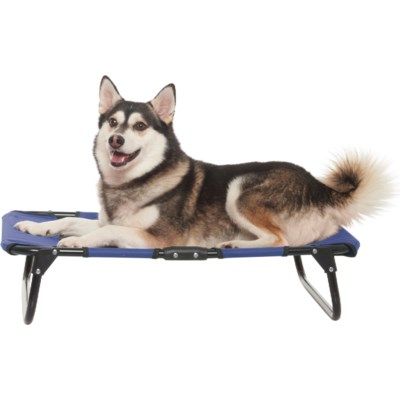 coleman elevated dog bed