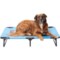 Coleman Large Fold and Go Pet Cot - 42x24x8” in Blue Pattern