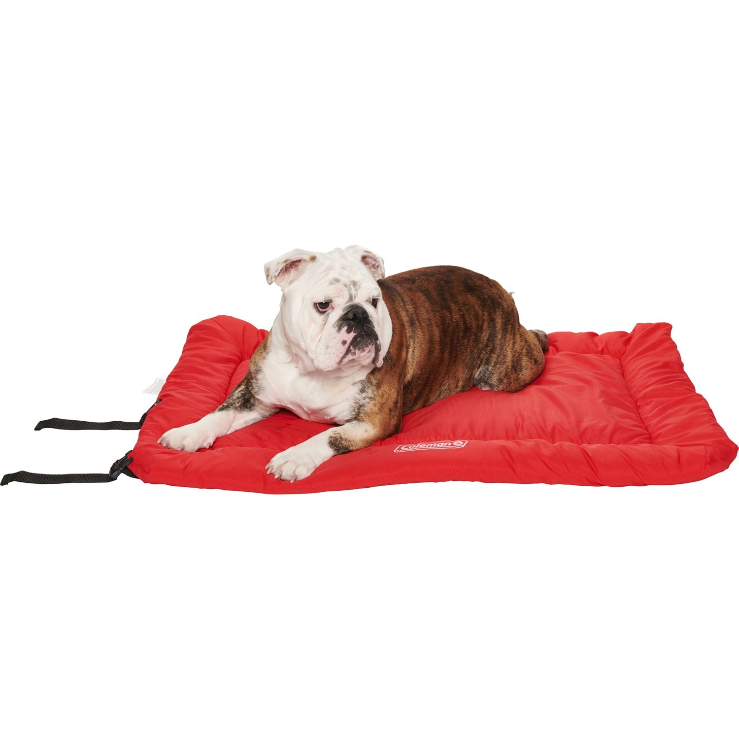 coleman dog bed