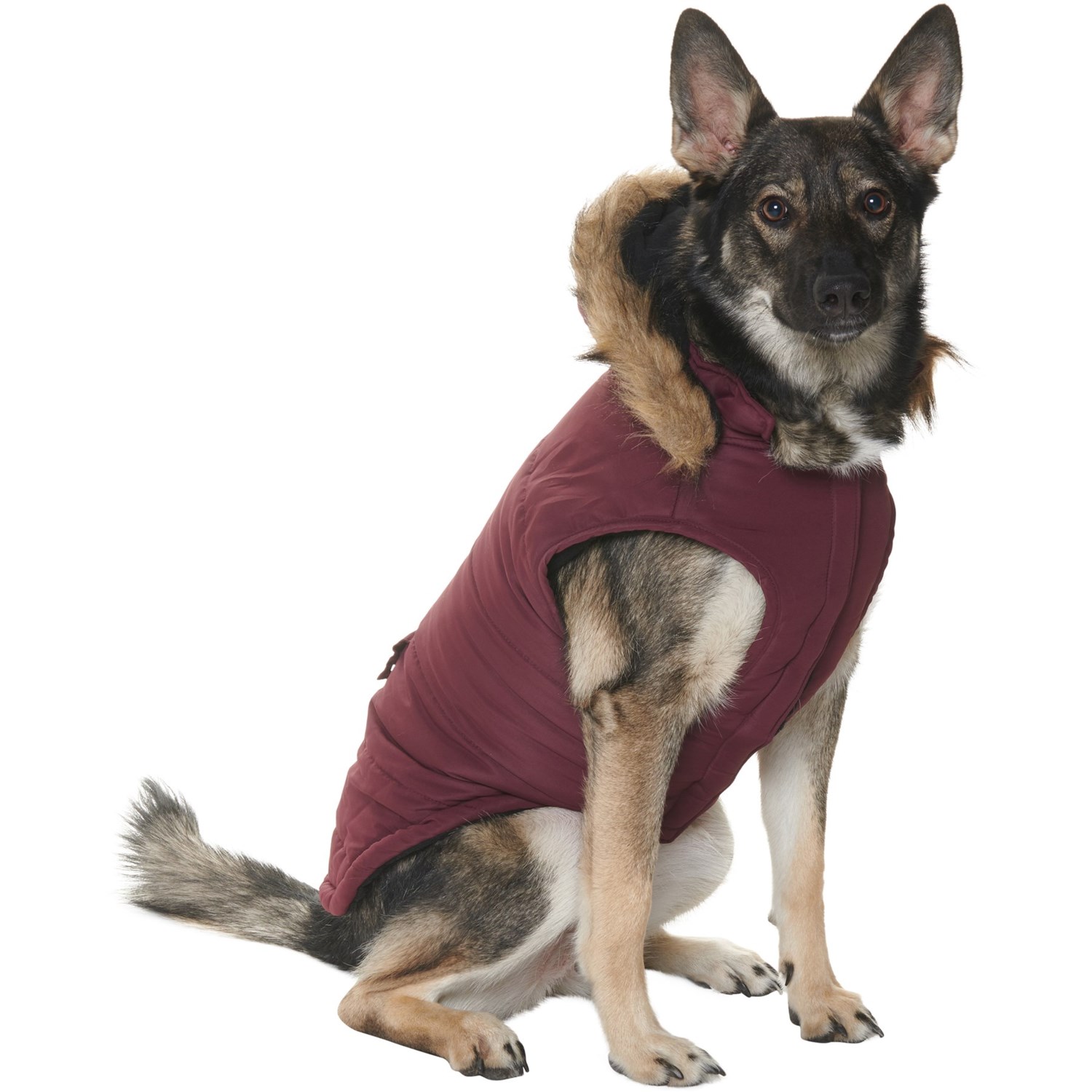 dog burgundy jacket