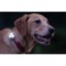 9903J_3 Dublin Dog Rigel LED Dog Collar Safety Light