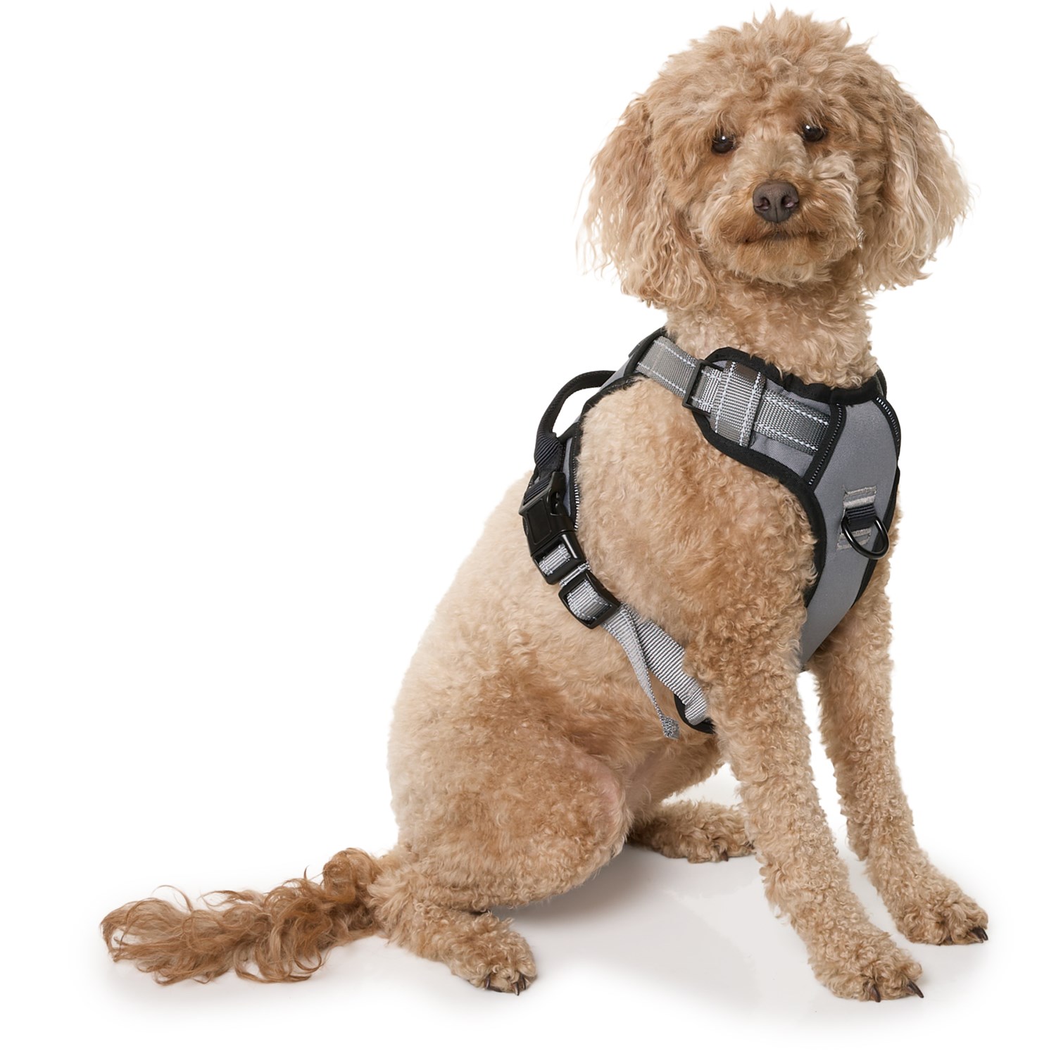 amazon.com dog leash and collar tobeDRI Dog Harness & Dog Leash  Kinzd