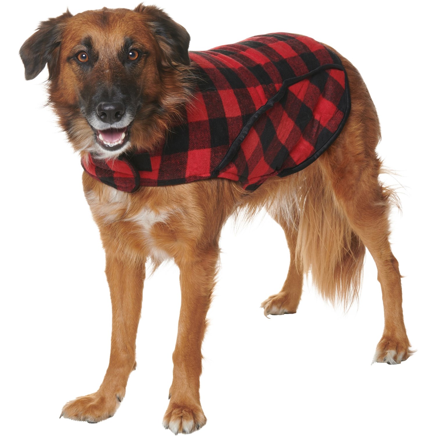 eddie bauer pet coat