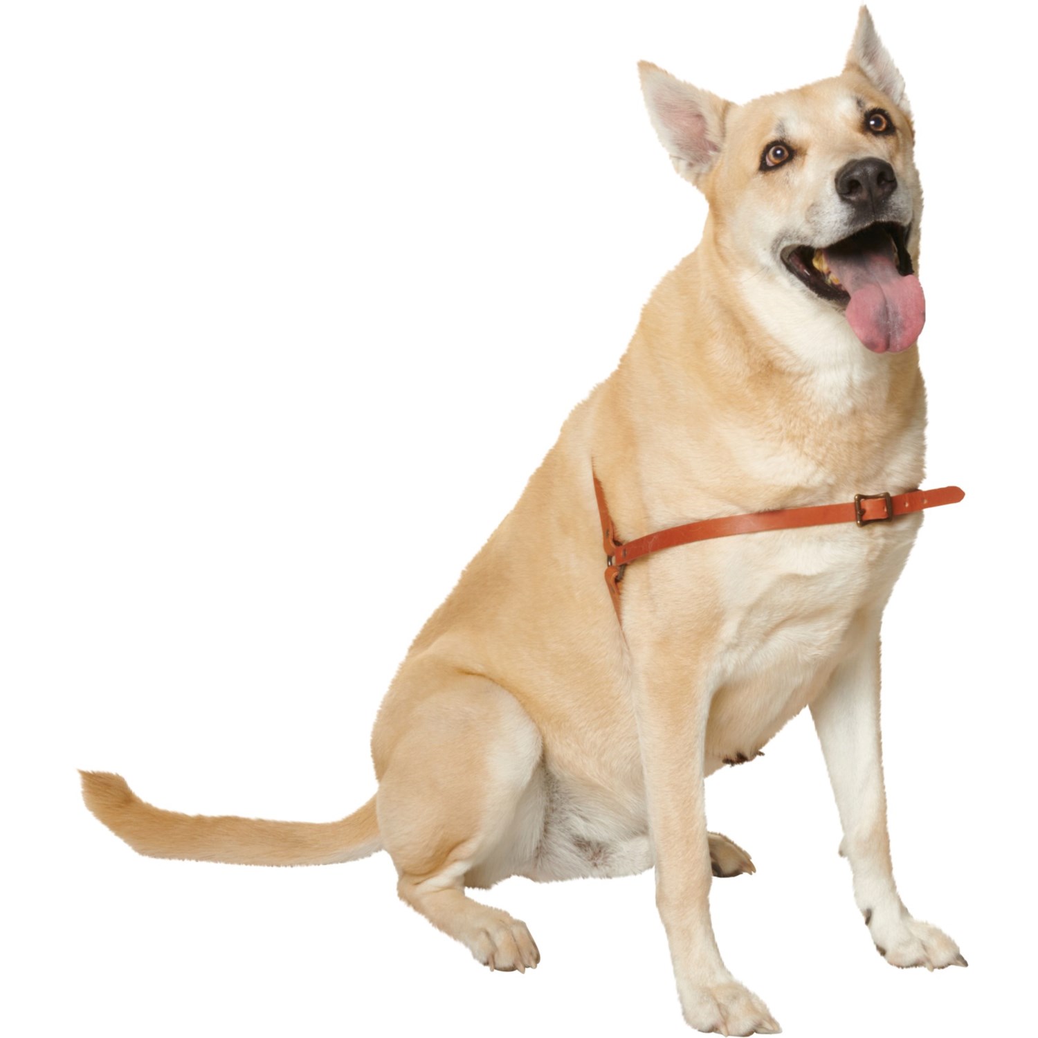 Tan dog outlet harness