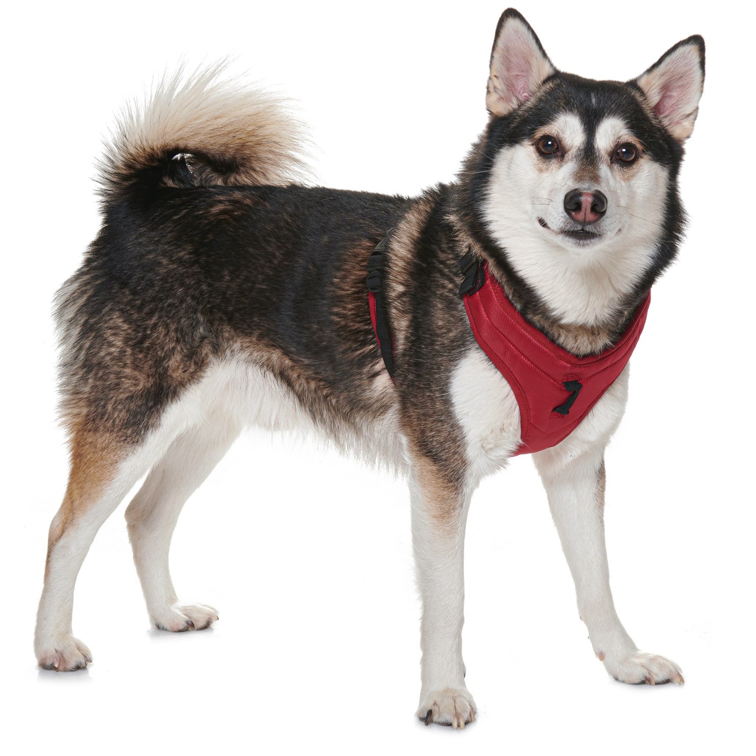 Gooby Pioneer Dog Harness Save 50