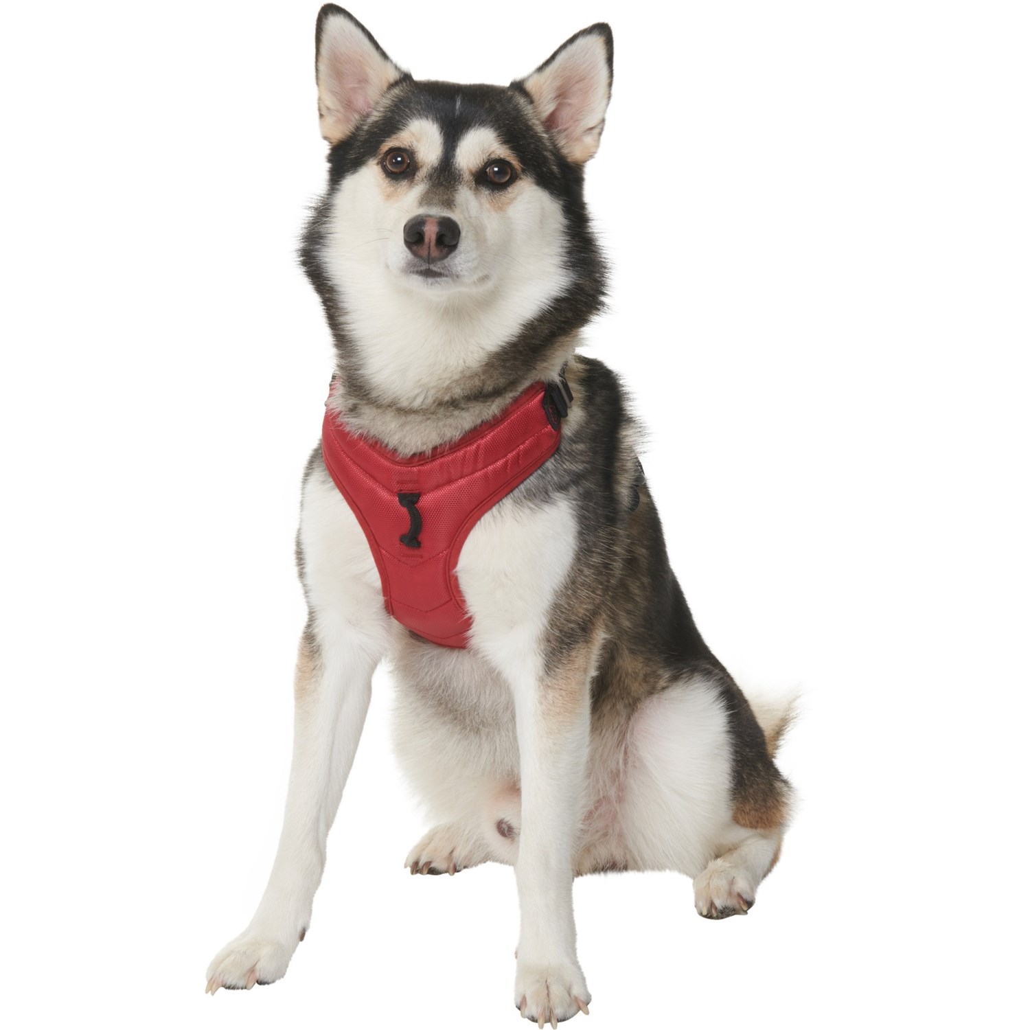gooby pioneer dog harness