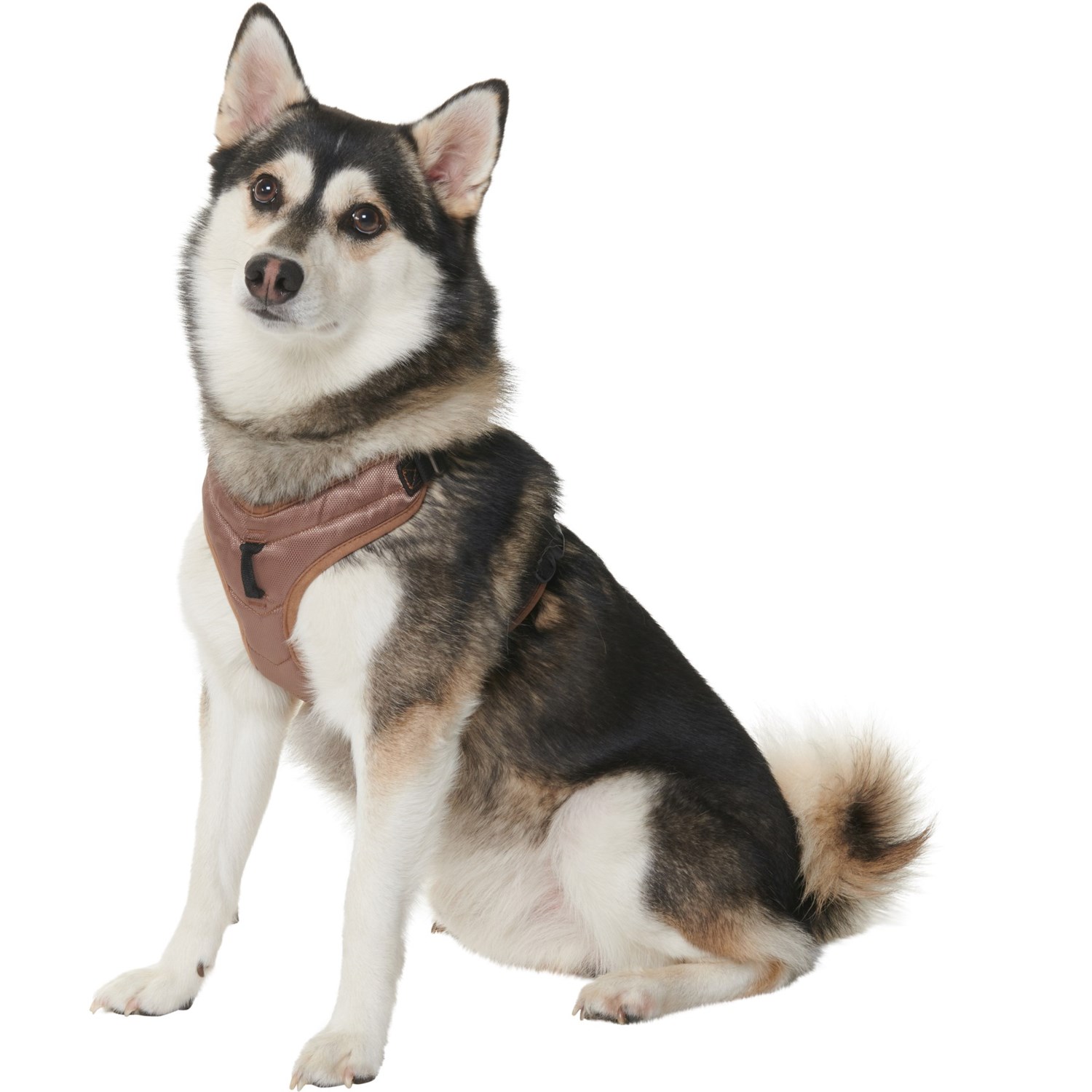 gooby pioneer dog harness