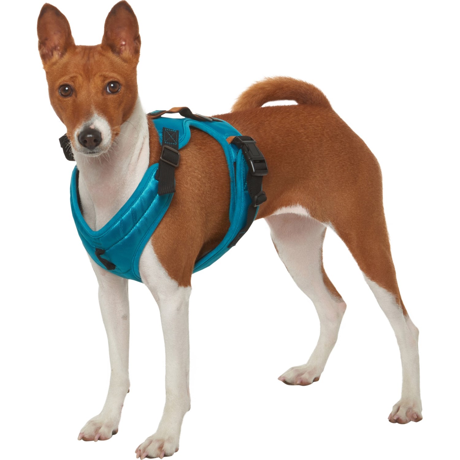 gooby dog harness