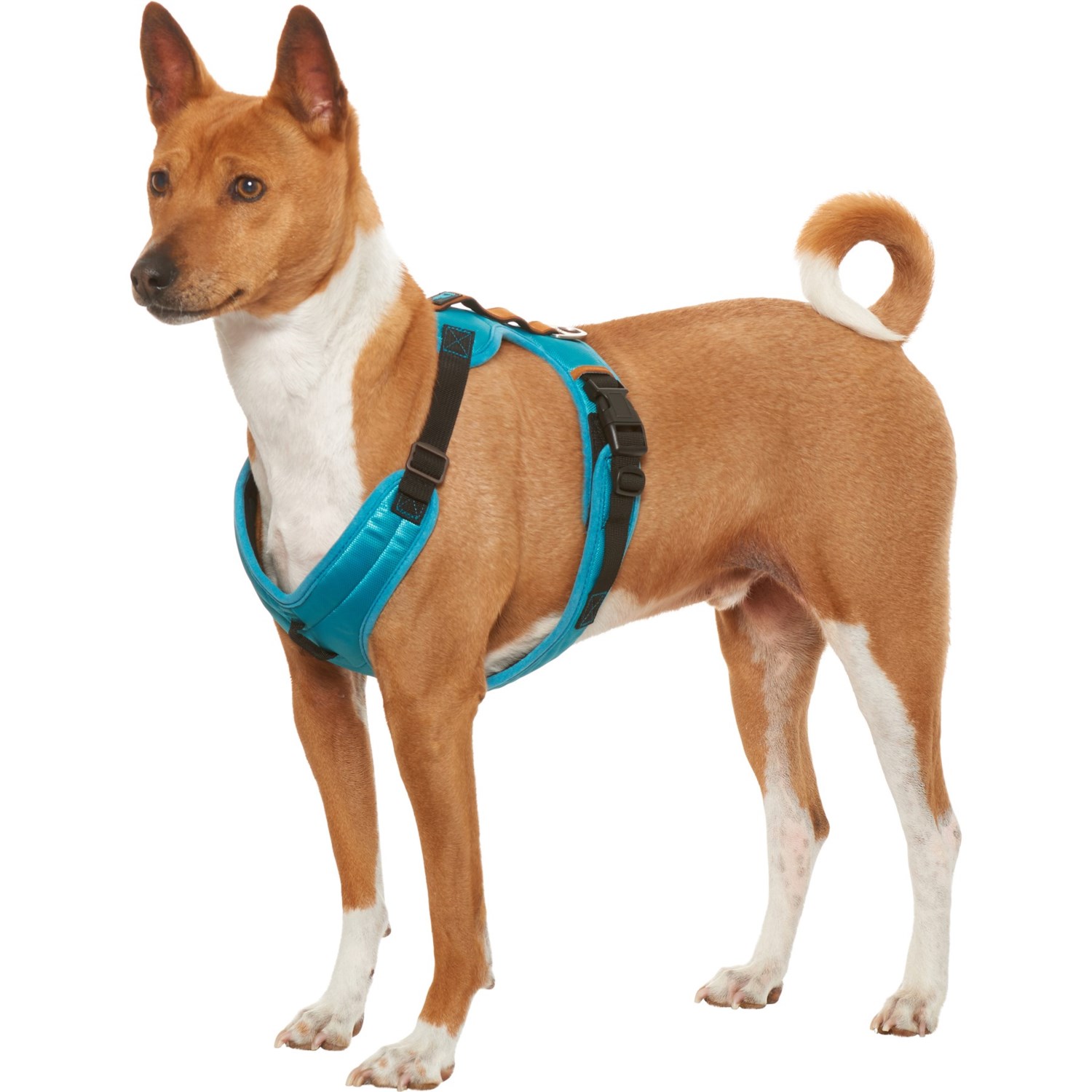 Gooby Pioneer Dog Harness - Turquoise, Large