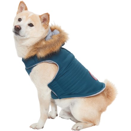 luvgear dog jacket