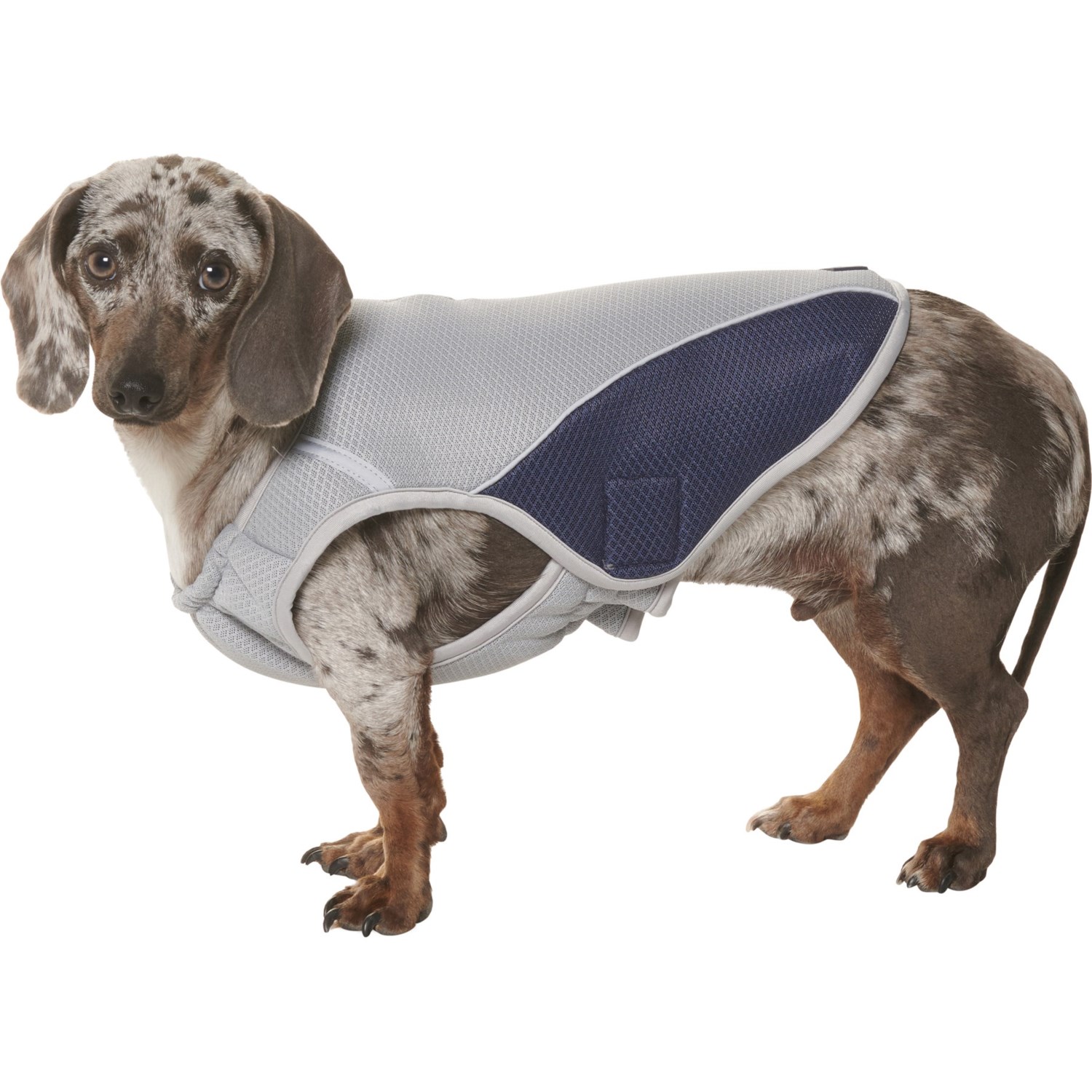 nautica pet jacket