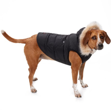 Pajar Barnard Hooded Dog Jacket - Insulated in Black