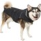 2NHVX_3 Pajar PUP Denver Diagonal Quilted Puffer Hooded Dog Jacket - Insulated