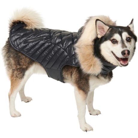 Pajar Zola Quilted Hooded Dog Jacket - Insulated in Black