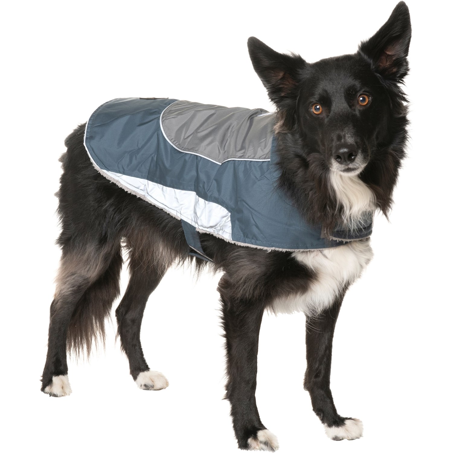 dog jacket large