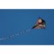 8343K_2 Prism Kites Prism Kite Technology Stowaway Diamond Kite