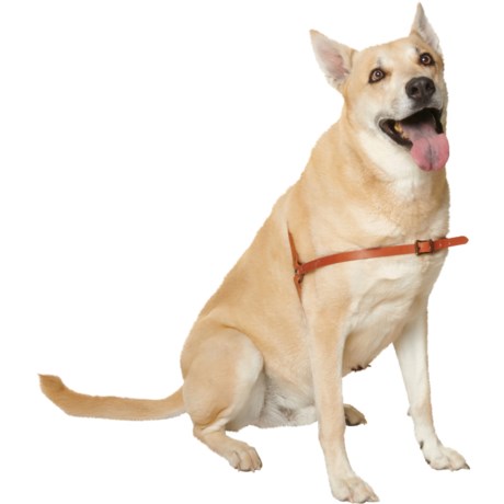 Filson Dog Harness - Leather