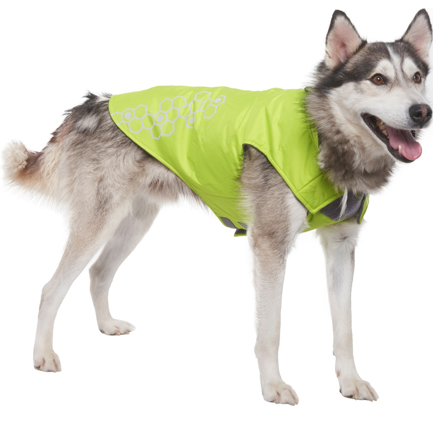 rc dog coats