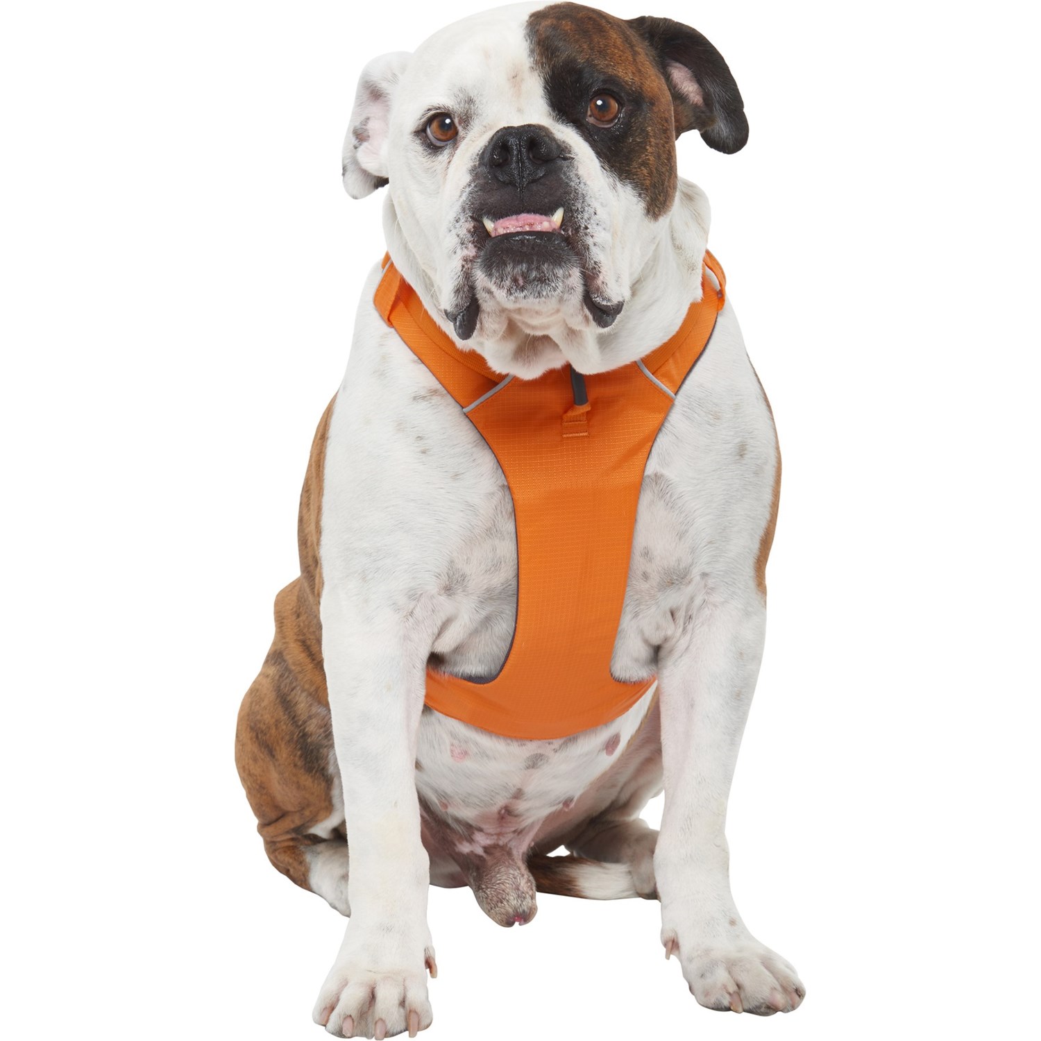 padded dog harness