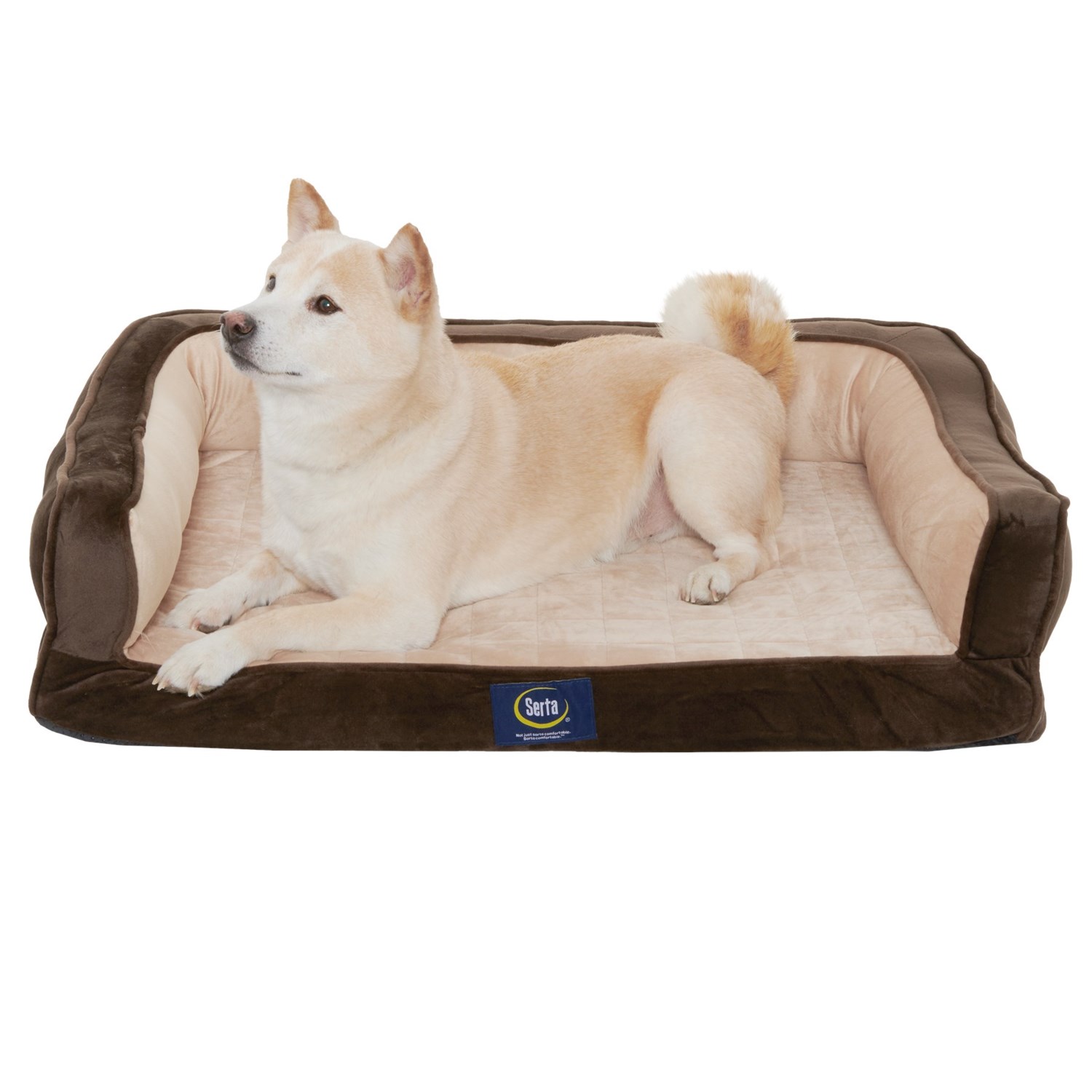 serta quilted pillow top dog bed