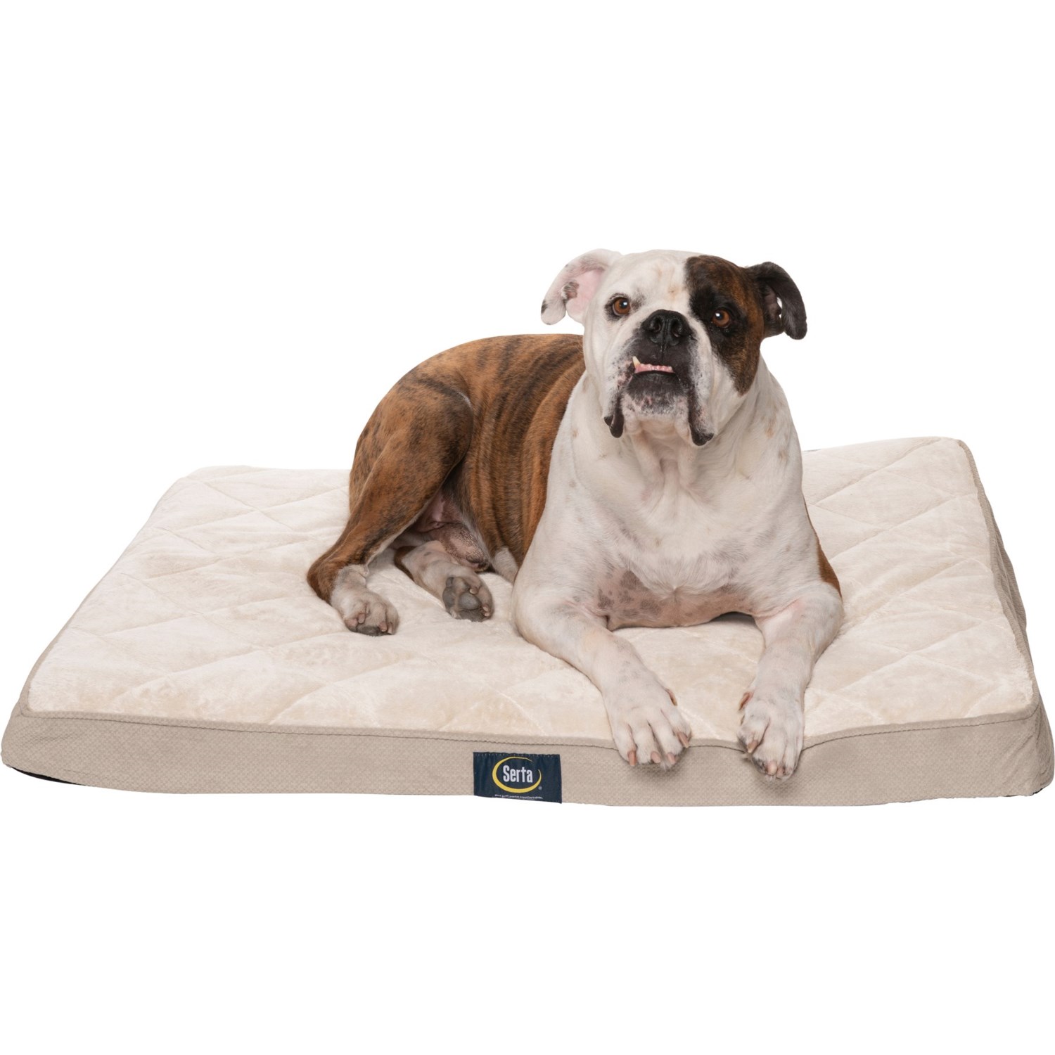 rae dunn dog bed