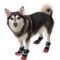 3XCVA_2 Silver Paw Easy Fit All-Terrain Dog Sneaker Boots - 4-Pack