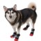 2MWDM_2 Silver Paw Easy Fit All-Terrain Dog Sneaker Boots