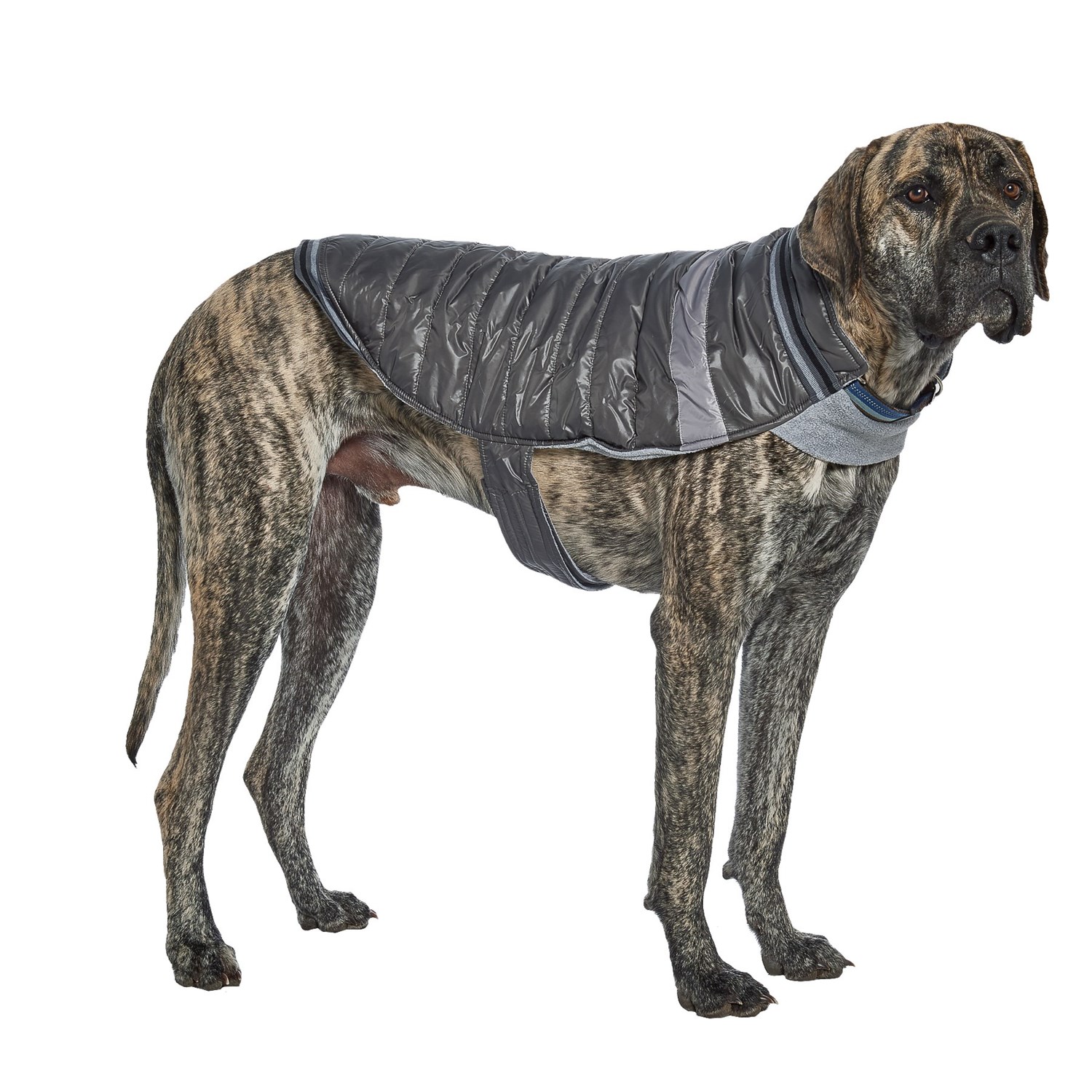 silverpaw dog coat