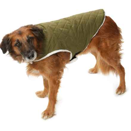 Telluride Clothing Company Arthur Quilted Canvas Dog Jacket in Olv