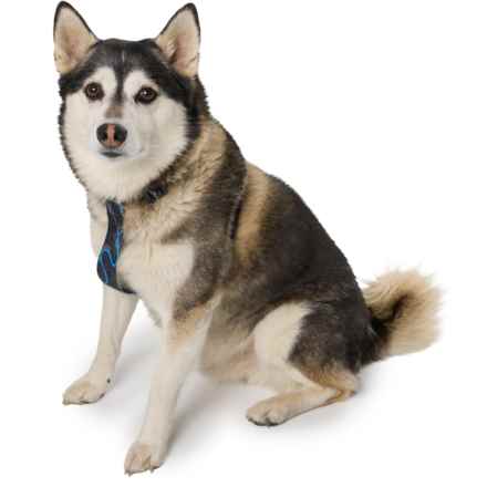 Wingo Outdoors Ollie 2-in-1 Dog Harness in River Topo